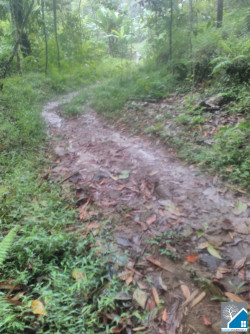 Jual tanah/kebun murah