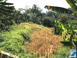 Dijual Murah Tanah 4.360m2 di Baturraden