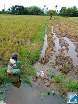 Sawah Kelas 1 Rp. 200 ribu/m² SERANG