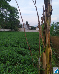 Dijual Tanah wilayah gadog puncak